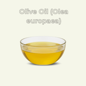 Olive Oil (Olea europaea)
