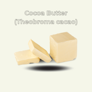 Cocoa Butter (Theobroma cacao)